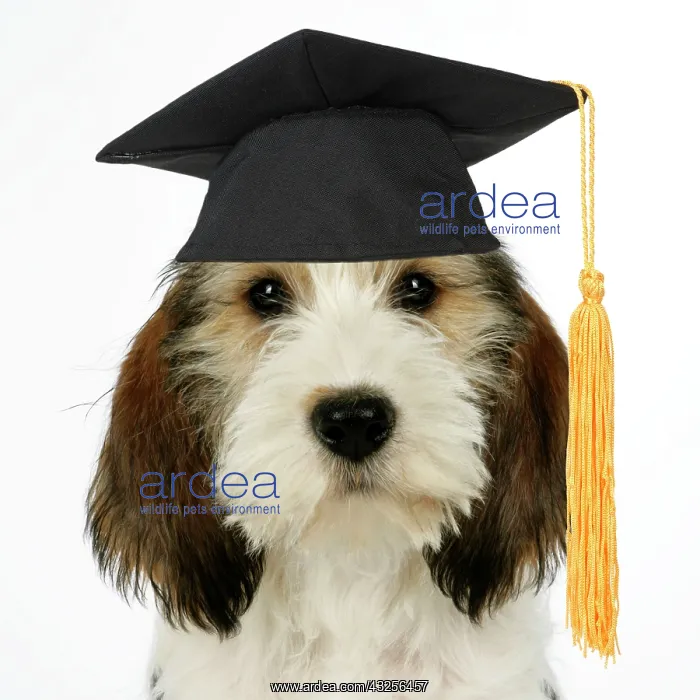 : Dog - Petit Basset Griffon Vendeen puppy wearing : Dog - Petit Basset Griffon Vendeen puppy wearing