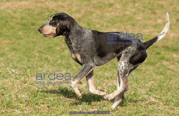  : Dog - Petit Bleu de Gascogne