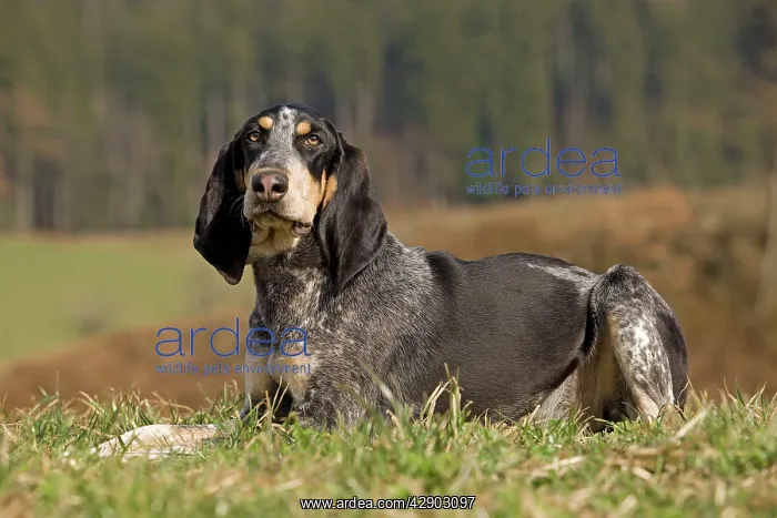  : Dog - Petit Bleu de Gascogne