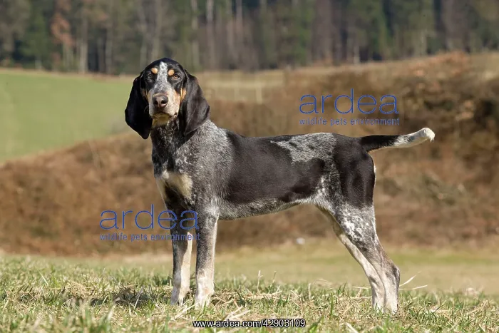  : Dog - Petit Bleu de Gascogne