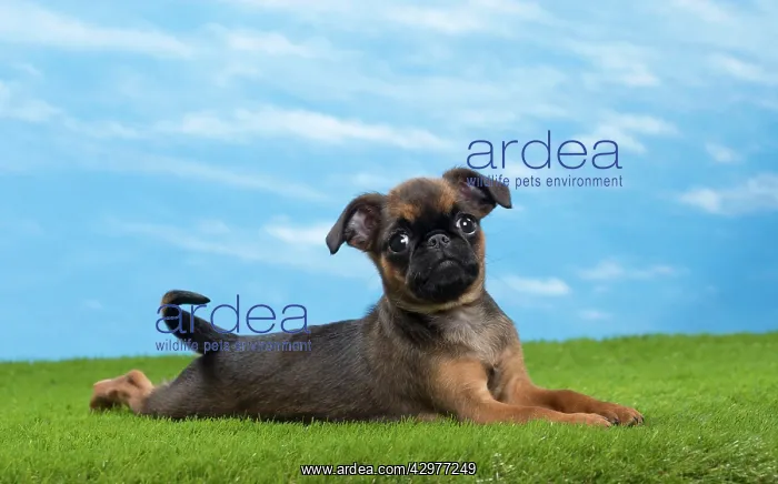  : Dog - Petit Brabancon  /  Brussels Griffon