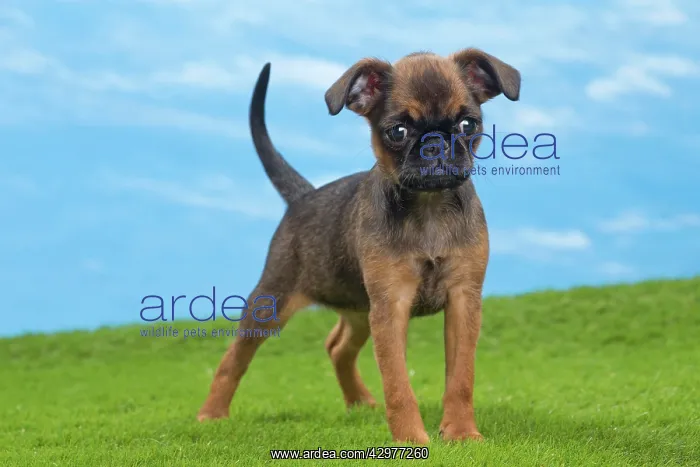  : Dog - Petit Brabancon  /  Brussels Griffon