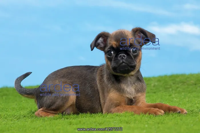  : Dog - Petit Brabancon  /  Brussels Griffon