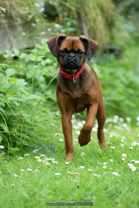 : Dog - Petit Brabancon ( Griffon Braxelloius ) : Dog - Petit Brabancon ( Griffon Braxelloius )
