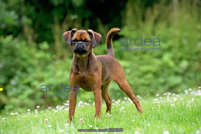 : Dog - Petit Brabancon ( Griffon Braxelloius ) : Dog - Petit Brabancon ( Griffon Braxelloius )