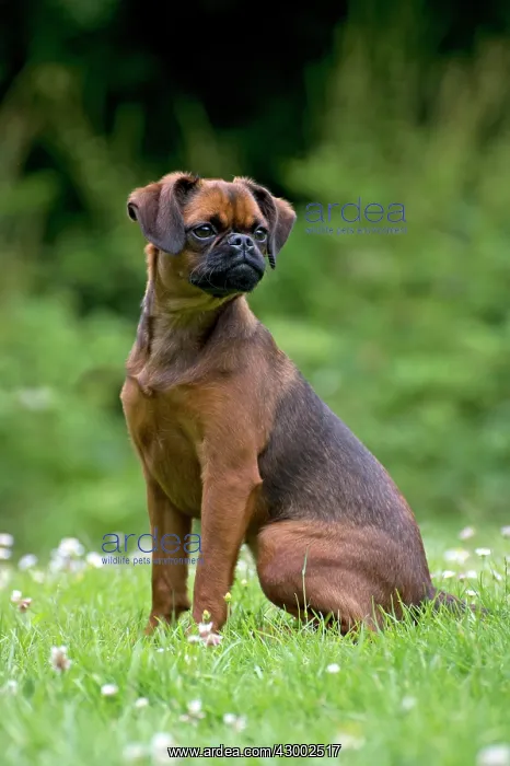  : Dog - Petit Brabancon ( Griffon Bruxellois )