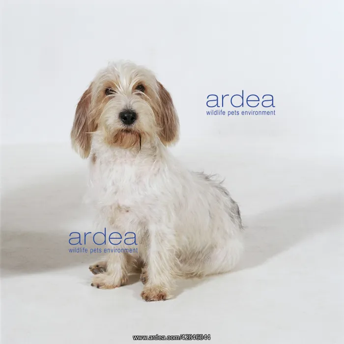  : DOG - Petit Griffon Vendeen Basset