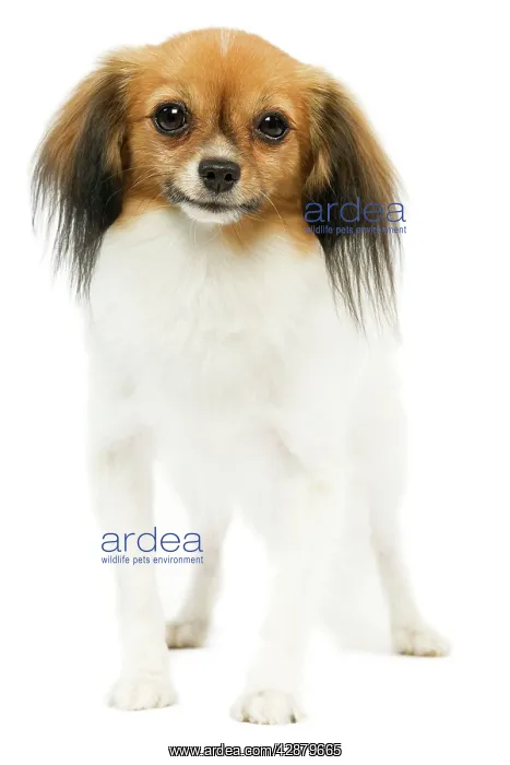  : Dog - Phalene  /  Papillon