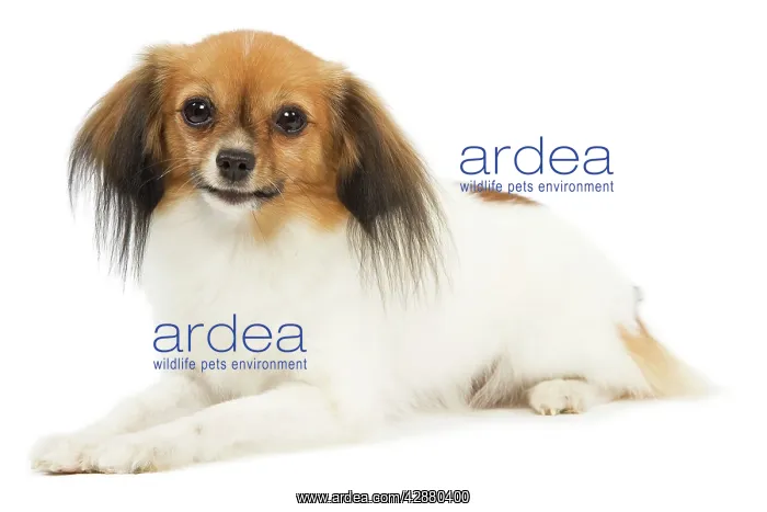  : Dog - Phalene  /  Papillon