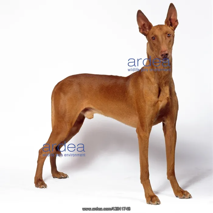 : DOG - Pharaoh Hound : DOG - Pharaoh Hound