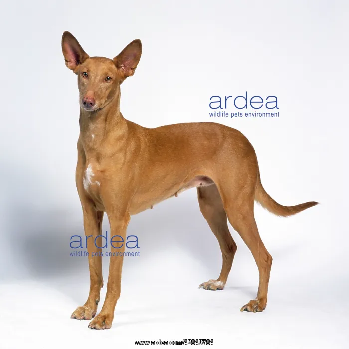 : DOG - Pharaoh Hound : DOG - Pharaoh Hound