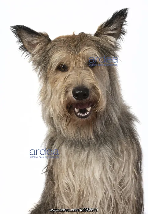 : DOG. Picardy sheepdog, ( Berger De Picard ) : DOG. Picardy sheepdog, ( Berger De Picard )