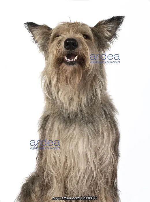: DOG. Picardy sheepdog, ( Berger De Picard ) : DOG. Picardy sheepdog, ( Berger De Picard )