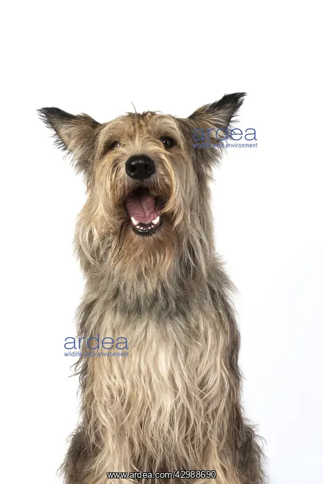  : DOG. Picardy sheepdog, ( Berger De Picard )