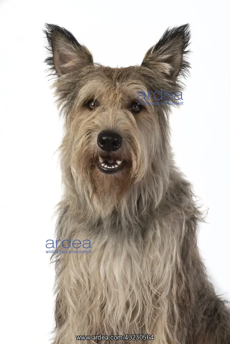 : DOG. Picardy sheepdog, ( Berger De Picard ) : DOG. Picardy sheepdog, ( Berger De Picard )