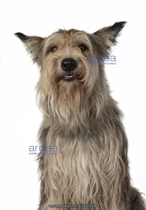 : DOG. Picardy sheepdog, ( Berger De Picard ) : DOG. Picardy sheepdog, ( Berger De Picard )