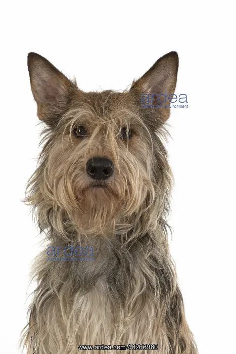 : DOG. Picardy sheepdog (Berger Picard, Picardy shepherd : DOG. Picardy sheepdog (Berger Picard, Picardy shepherd