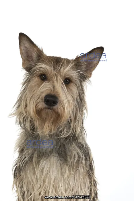 : DOG. Picardy sheepdog (Berger Picard, Picardy shepherd : DOG. Picardy sheepdog (Berger Picard, Picardy shepherd
