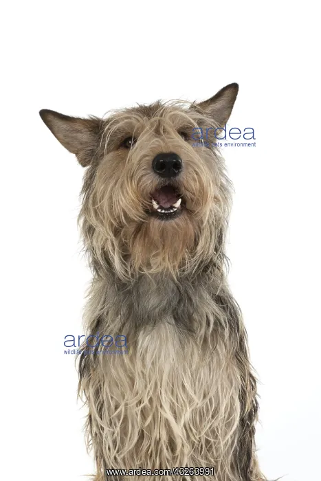 : DOG. Picardy sheepdog (Berger Picard, Picardy shepherd : DOG. Picardy sheepdog (Berger Picard, Picardy shepherd
