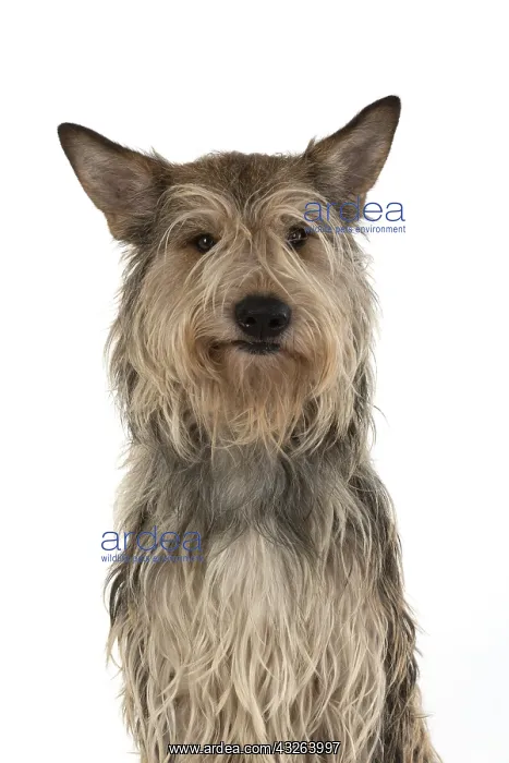 : DOG. Picardy sheepdog (Berger Picard, Picardy shepherd : DOG. Picardy sheepdog (Berger Picard, Picardy shepherd