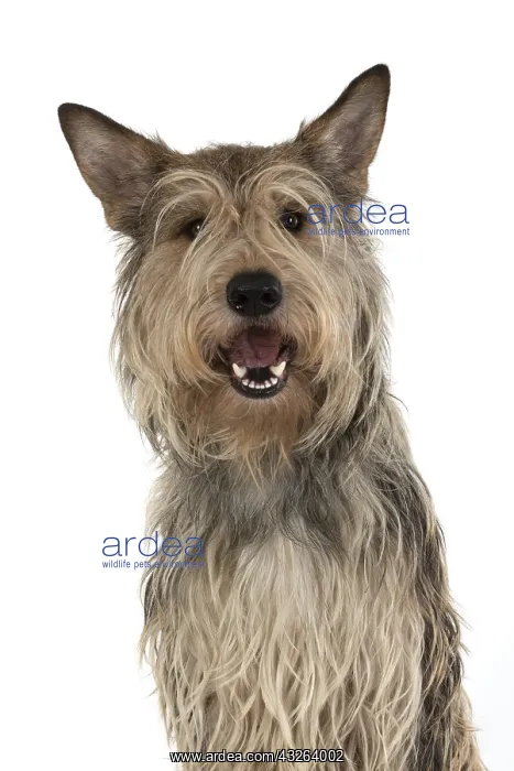: DOG. Picardy sheepdog (Berger Picard, Picardy shepherd : DOG. Picardy sheepdog (Berger Picard, Picardy shepherd