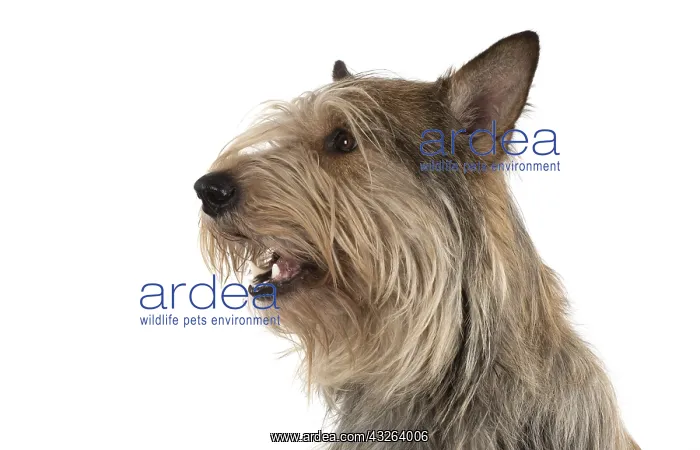 : DOG. Picardy sheepdog (Berger Picard, Picardy shepherd : DOG. Picardy sheepdog (Berger Picard, Picardy shepherd