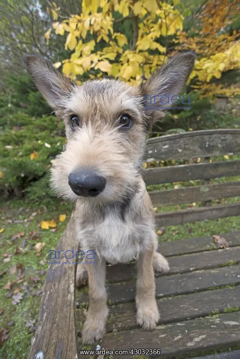  : DOG. Picardy sheepdog (Berger Picard, Franch )