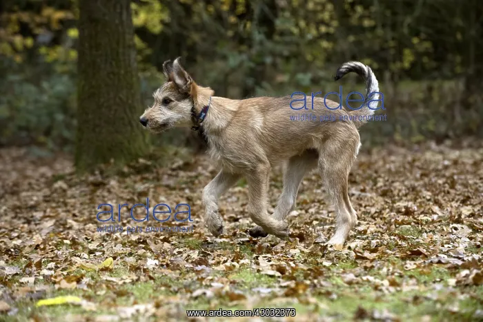 : DOG. Picardy sheepdog (Berger Picard, French ) : DOG. Picardy sheepdog (Berger Picard, French )
