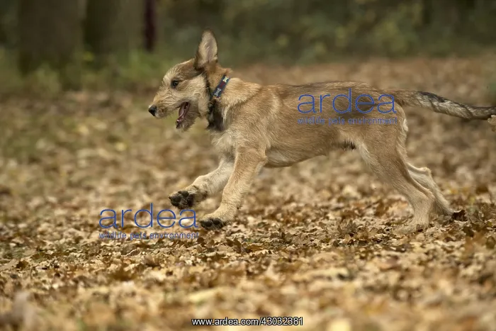  : DOG. Picardy sheepdog (Berger Picard, French )