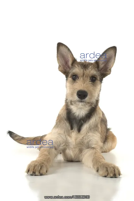: DOG. Picardy sheepdog (Berger Picard, French ) : DOG. Picardy sheepdog (Berger Picard, French )