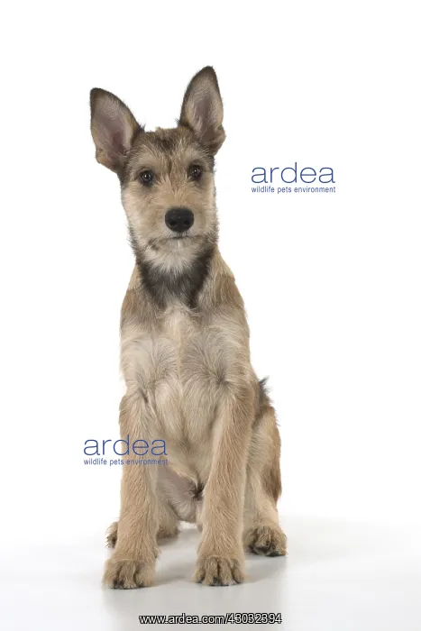 : DOG. Picardy sheepdog (Berger Picard, French ) : DOG. Picardy sheepdog (Berger Picard, French )