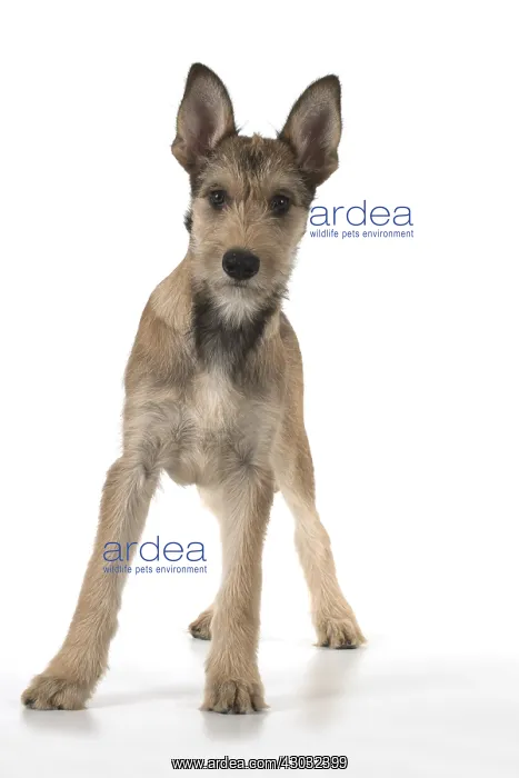 : DOG. Picardy sheepdog (Berger Picard, French ) : DOG. Picardy sheepdog (Berger Picard, French )