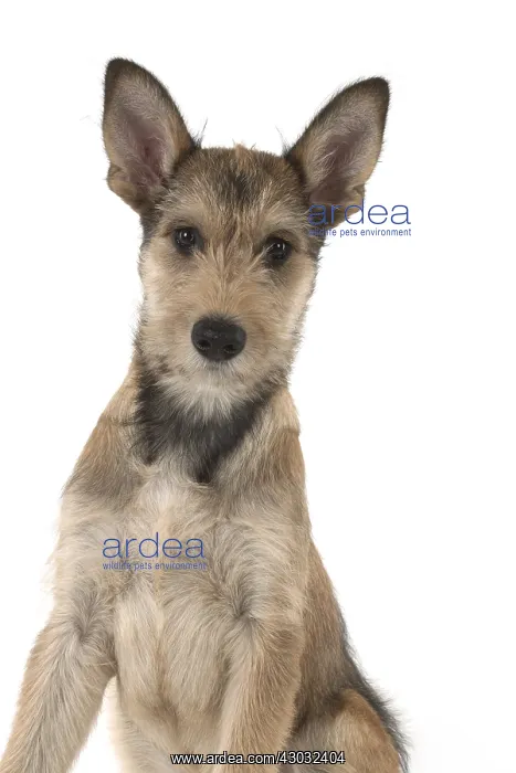 : DOG. Picardy sheepdog (Berger Picard, French ) : DOG. Picardy sheepdog (Berger Picard, French )
