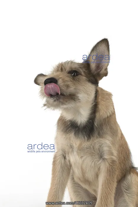 : DOG. Picardy sheepdog (Berger Picard, French ) : DOG. Picardy sheepdog (Berger Picard, French )