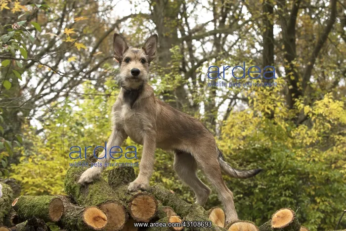 : DOG. Picardy sheepdog (Berger Picard, French ) : DOG. Picardy sheepdog (Berger Picard, French )