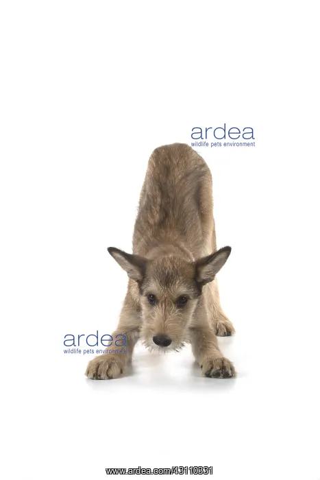 : DOG. Picardy sheepdog (Berger Picard, French ) : DOG. Picardy sheepdog (Berger Picard, French )