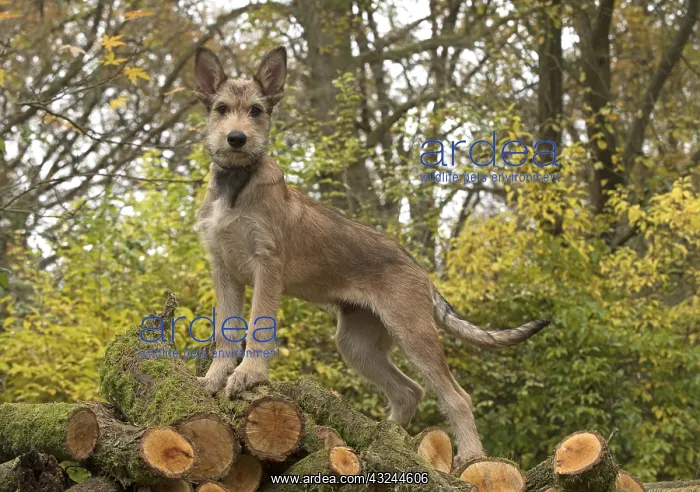 : DOG. Picardy sheepdog (Berger Picard, French ) : DOG. Picardy sheepdog (Berger Picard, French )