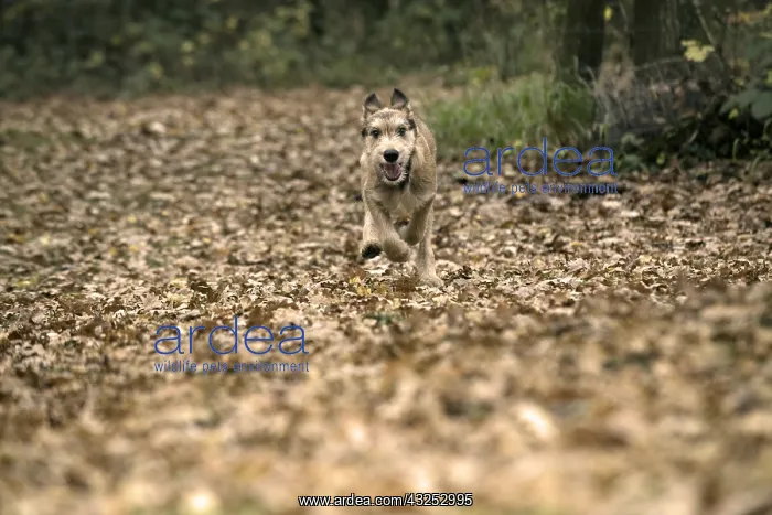 : DOG. Picardy sheepdog (Berger Picard, French ) : DOG. Picardy sheepdog (Berger Picard, French )