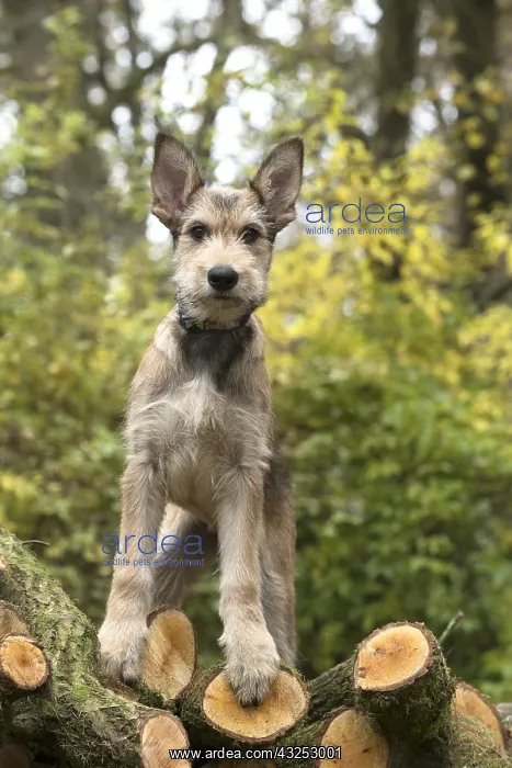 : DOG. Picardy sheepdog (Berger Picard, French ) : DOG. Picardy sheepdog (Berger Picard, French )