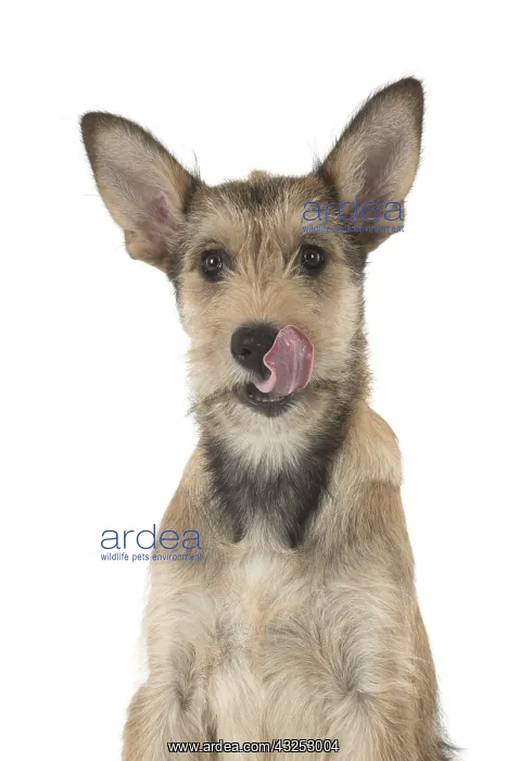 : DOG. Picardy sheepdog (Berger Picard, French ) : DOG. Picardy sheepdog (Berger Picard, French )
