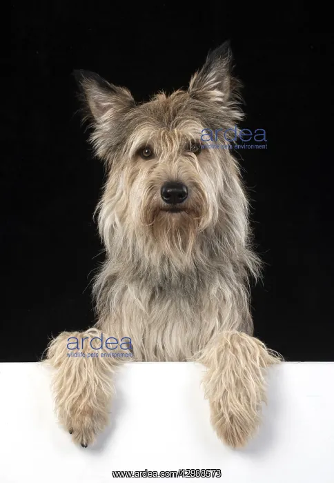 : DOG. Picardy sheepdog or ( Berger De Picard ) paws over : DOG. Picardy sheepdog or ( Berger De Picard ) paws over