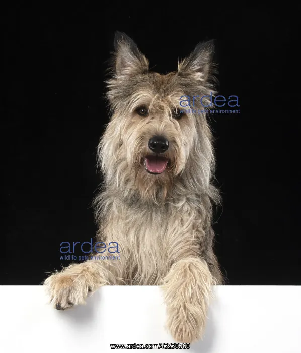 : DOG. Picardy sheepdog or ( Berger De Picard ) paws over : DOG. Picardy sheepdog or ( Berger De Picard ) paws over