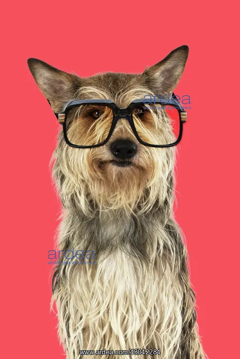 : DOG. Picardy sheepdog (Berger Picard, Picardy : DOG. Picardy sheepdog (Berger Picard, Picardy