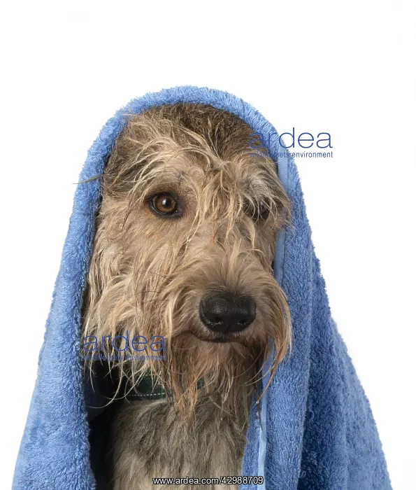 : DOG. Picardy sheepdog or ( Berger De Picardy : DOG. Picardy sheepdog or ( Berger De Picardy