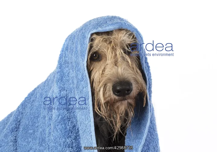 : DOG. Picardy sheepdog or ( Berger De Picardy : DOG. Picardy sheepdog or ( Berger De Picardy