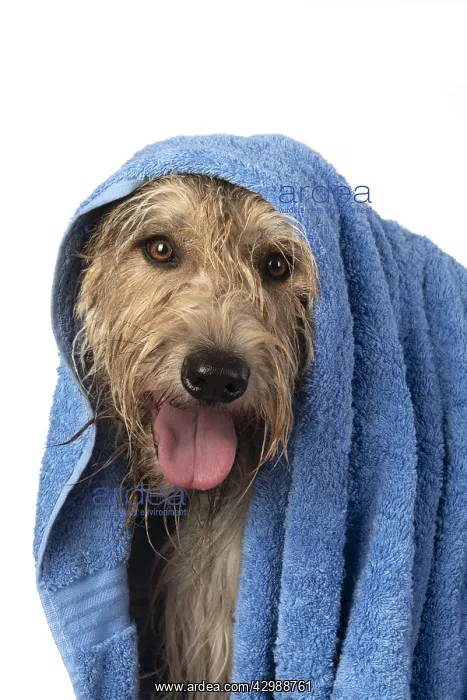 : DOG. Picardy sheepdog or ( Berger De Picardy : DOG. Picardy sheepdog or ( Berger De Picardy