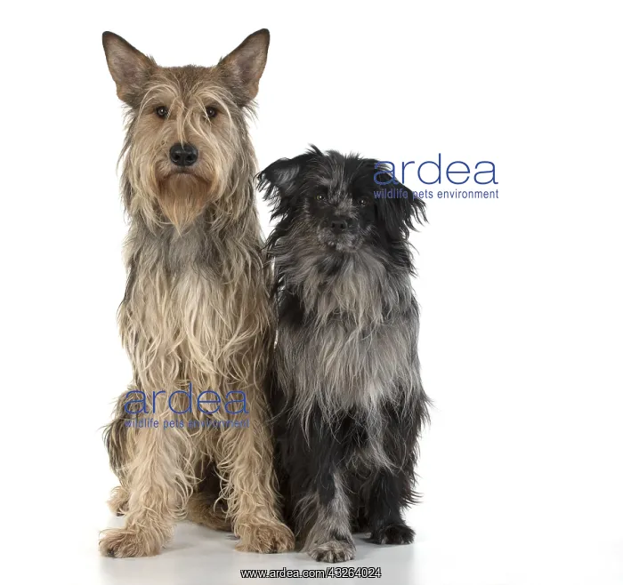 : DOG. Picardy sheepdog (L) and Pyrenean sheepdog : DOG. Picardy sheepdog (L) and Pyrenean sheepdog