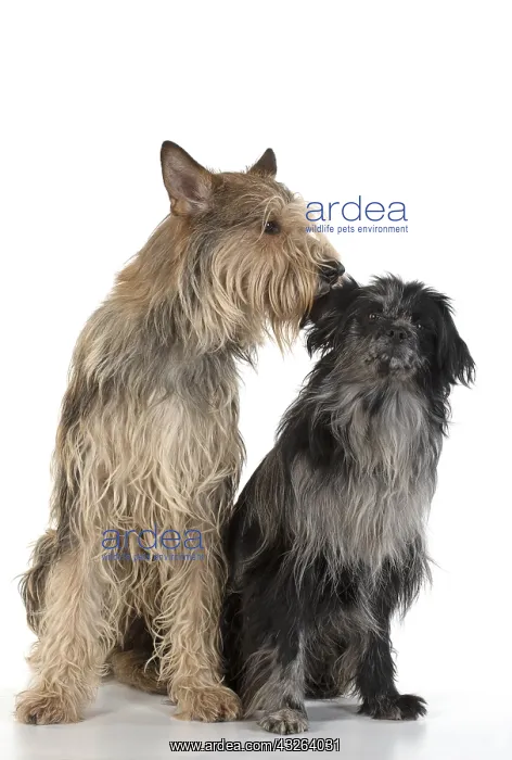 : DOG. Picardy sheepdog (L) and Pyrenean sheepdog : DOG. Picardy sheepdog (L) and Pyrenean sheepdog