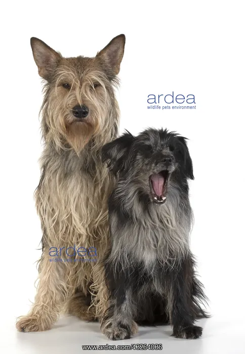 : DOG. Picardy sheepdog (L) and Pyrenean sheepdog : DOG. Picardy sheepdog (L) and Pyrenean sheepdog