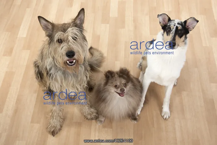 : DOG. Picardy sheepdog, Pomeranean & smooth Collie : DOG. Picardy sheepdog, Pomeranean & smooth Collie